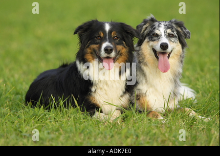 Border Collie e cane pastore australiano cane sul prato Foto Stock