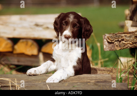 Piccolo Muensterlaender. Cucciolo che guarda su un log Foto Stock