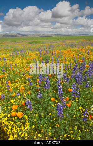 Per la maggior parte di lupino e papaveri sul pendio in Carrizo Plain Monumento Nazionale California Foto Stock