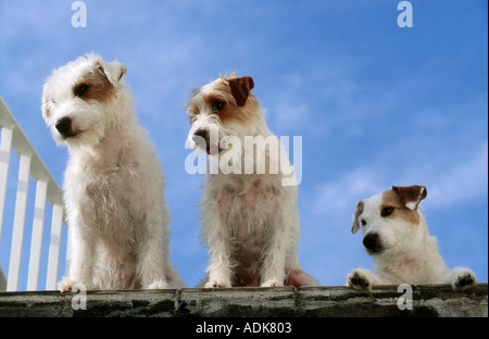 Tre Parson Jack Russell Terrier cani Foto Stock