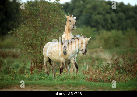 Cavalli Konik - due puledri sul prato Foto Stock