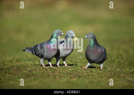 Tre piccioni domestici sul prato / Columba livia f. domestica Foto Stock