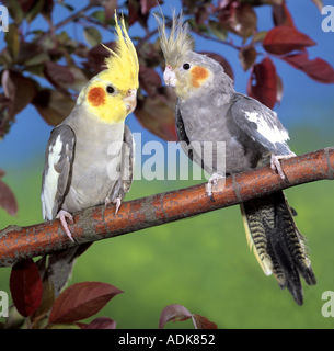 Due cockatiels - giovane sul ramo / Foto Stock