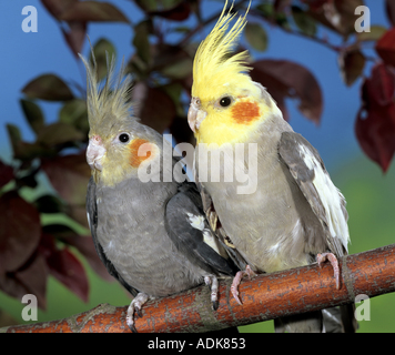 Due cockatiels - giovane sul ramo / Nymphicus hollandicus Foto Stock