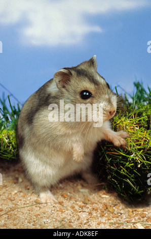 Dzhungarian criceto nano Foto Stock