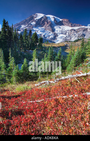 Caduta huckleberry colorati e Mt Rainier in Mt Rainier National Park Washington Foto Stock
