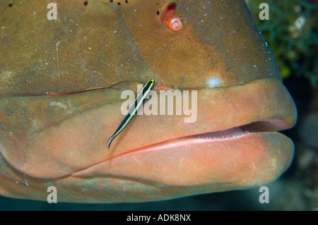 Cernie Nassau in corrispondenza di una stazione di pulizia con una pulizia ghiozzo in Little Cayman Foto Stock