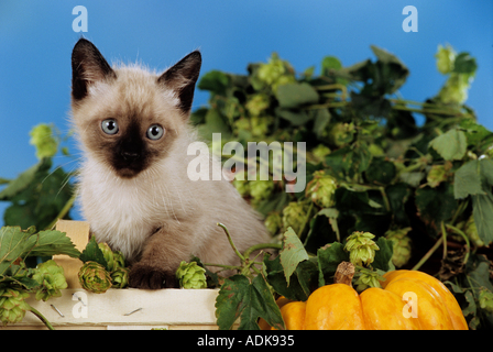 Gatto siamese gatto - gattino tra hop Foto Stock