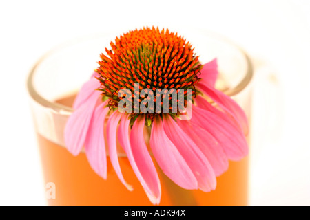 Purple coneflowers (Echinacea purpurea) Foto Stock