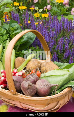 Paese cesto in vimini di verdure compresi barbabietole, patate e cavolo, ravanelli, pomodori e fagioli Foto Stock