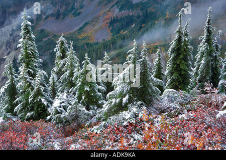 La cicuta alberi con huckleberry in autunno a colori e la prima neve caduta di Mt Baker deserto Washington Foto Stock