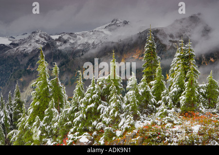 La cicuta alberi con huckleberry in autunno a colori e la prima neve caduta di Mt Baker deserto Washington Foto Stock