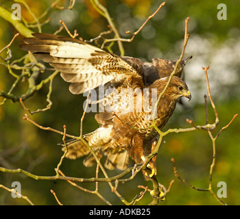 Comune Poiana Buteo buteo Yorkshire Dales UK autunno Foto Stock