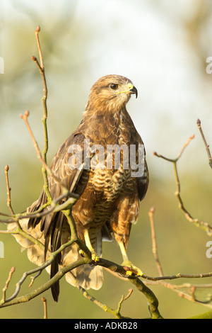 Comune Poiana Buteo buteo Yorkshire Dales REGNO UNITO Foto Stock