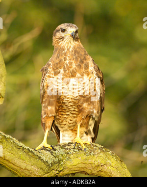 Comune Poiana Buteo buteo Yorkshire Dales UK autunno Foto Stock