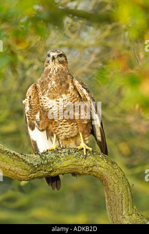 Comune Poiana Buteo buteo Yorkshire Dales UK autunno Foto Stock