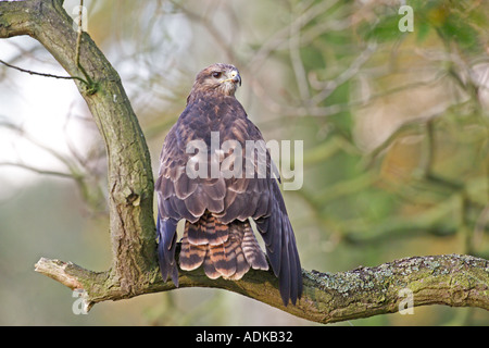 Comune Poiana Buteo buteo Yorkshire Dales UK autunno Foto Stock