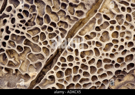 Insolita formazione di roccia nella formazione di arenaria sale Point State Park California Foto Stock