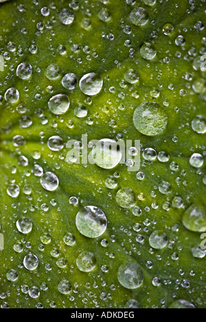 Le gocce di pioggia innervamento su una foglia pelose Foto Stock