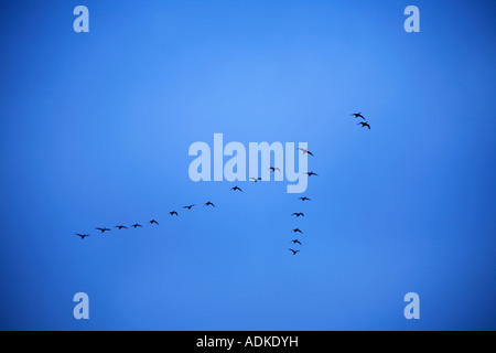 Brent/ Brant Geese (Branta bernicla ) Foto Stock