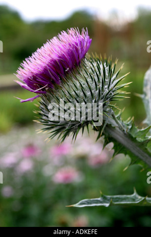 Close up di un cotone Thistle Foto Stock