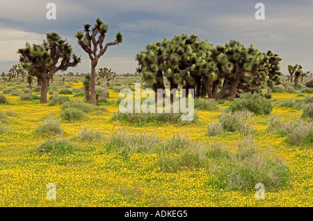 Giallo Lasthenia Goldenfields californica e alberi di Joshua vicino a Lancaster Antelope Valley California Foto Stock