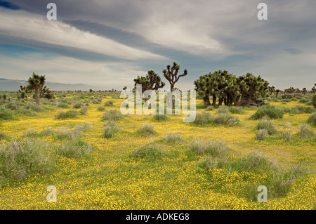 Giallo Lasthenia Goldenfields californica e alberi di Joshua con nuvole temporalesche vicino a Lancaster Antelope Valley California Foto Stock