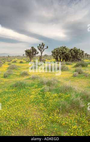 Giallo Lasthenia Goldenfields californica e alberi di Joshua con nuvole temporalesche vicino a Lancaster Antelope Valley California Foto Stock