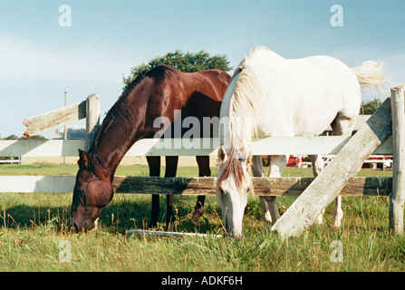 Due cavalli al pascolo a penna Foto Stock