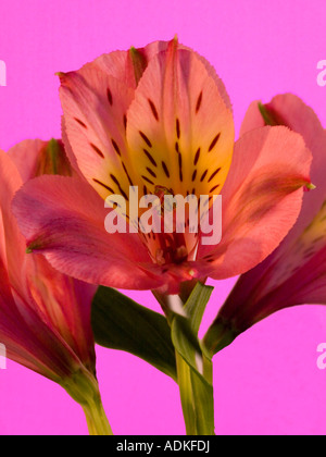 Alstromeria ( giglio peruviano) Foto Stock