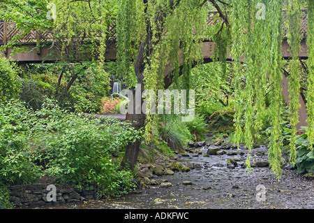 Ponte di flusso di cascata e Willow in Crystal Springs Rhododendron Garden Portland Oregon Foto Stock