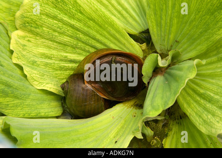 Incanalato lumaca Apple su acqua lattuga, Florida Foto Stock