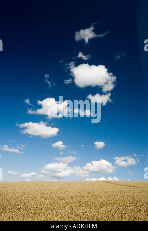 Campo di grano e un blu cielo molto nuvoloso in Oxfordshire campagna. Regno Unito Foto Stock