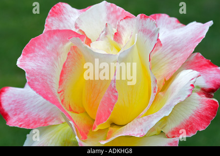 Rosso e rosa gialla Oregon Foto Stock