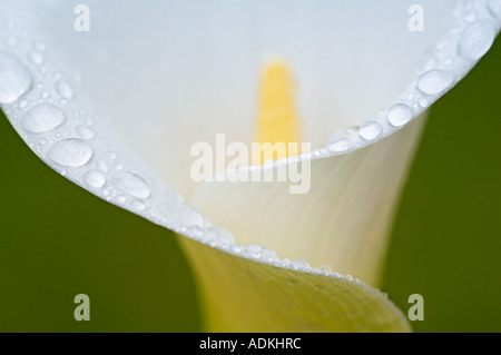 Close up Calla Lily con gocce di rugiada Oregon Foto Stock