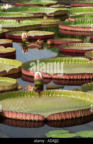 Foglie di gigli di Amazon con boccioli Hughes giardini d'acqua Oregon Foto Stock