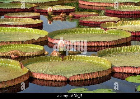 Foglie di gigli di Amazon con boccioli Hughes giardini d'acqua Oregon Foto Stock