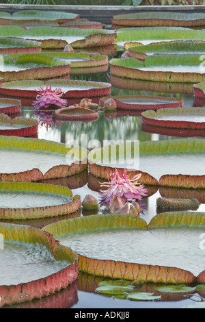 Tropical lily bloom di Amazon Gigli Hughes giardini d'acqua Oregon Foto Stock