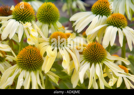 Fiore di cono Echinacea Sunrise Hughes giardini d'acqua Oregon Foto Stock