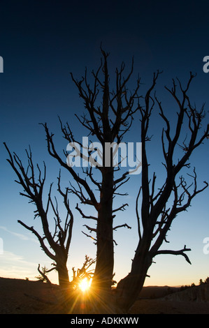 USA Utah Bryce Canyon National Park tramonto su Bristlecone alberi di pino stagionato a circa 3000 anni Foto Stock