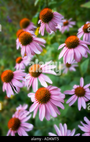 Cono fiori nel piccolo giardino a metà strada Oregon Foto Stock