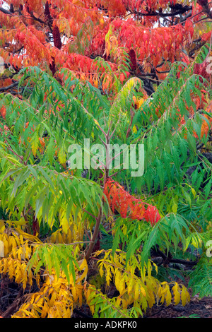 Sommacco Cutleaf Rhus glabra Laciniata in autunno a colori Hoyt Arboretum Portland Oregon Foto Stock