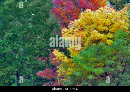 Frassino americano Fraximus americana in autunno a colori Hoyt Arboretum Portland Oregon Foto Stock