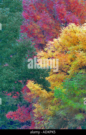 Frassino americano Fraximus americana in autunno a colori Hoyt Arboretum Portland Oregon Foto Stock