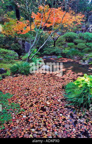 Giapponese di foglie di acero in piccolo stagno Giardini Giapponesi Portland Oregon Foto Stock