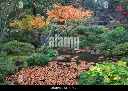 Giapponese di foglie di acero in piccolo stagno Giardini Giapponesi Portland Oregon Foto Stock