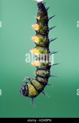 Aglais io. Farfalla pavone caterpillar appendere appena prima di cambiare in una crisalide Foto Stock