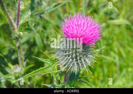 Thistle cresce in una siepe scozzese Foto Stock