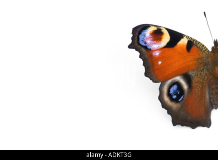 Aglais io. Farfalla pavone su sfondo bianco Foto Stock