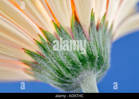 Fiore di Gerbera close up mostra sepali e petali Foto Stock